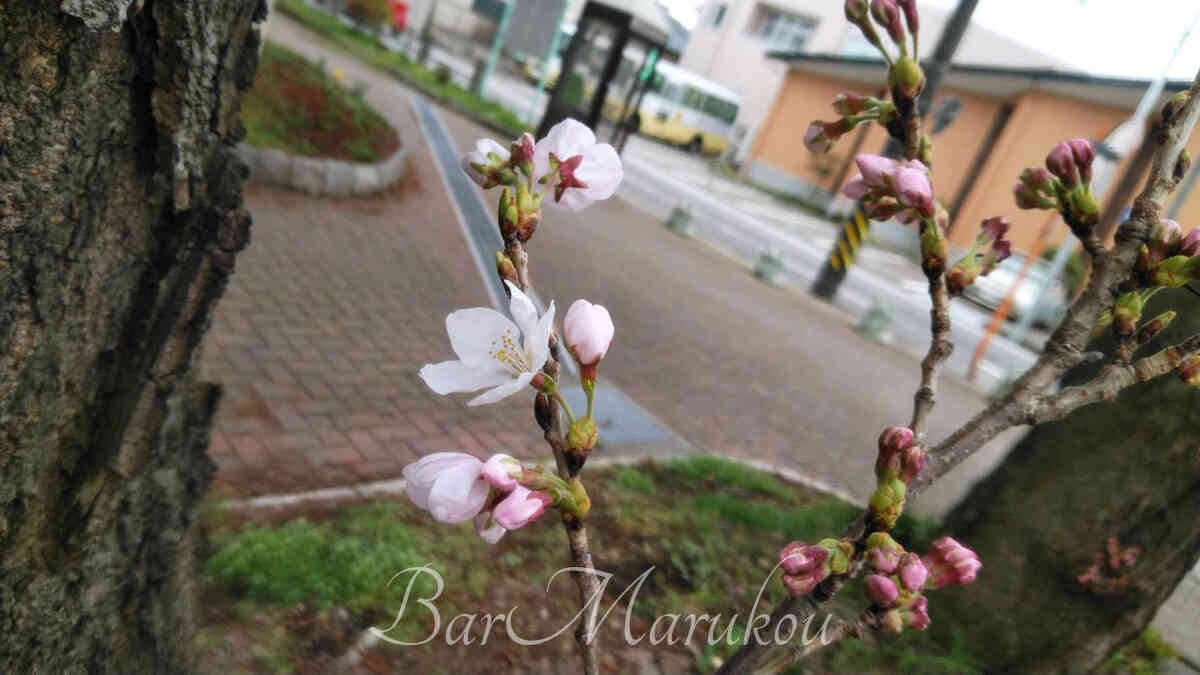 新潟駅前オーセンティックバー、桜の開花