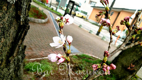 新潟駅前オーセンティックバー、桜の開花