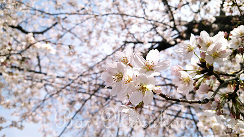 新潟駅前オーセンティックバー、満開の桜