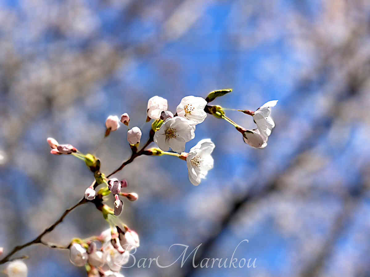 新潟駅前オーセンティックバー、バーマルコウの桜の写真