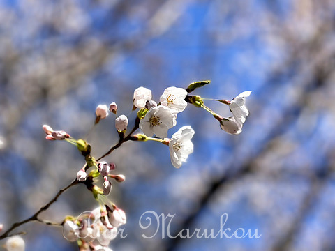 新潟駅前オーセンティックバー、バーマルコウの桜の写真