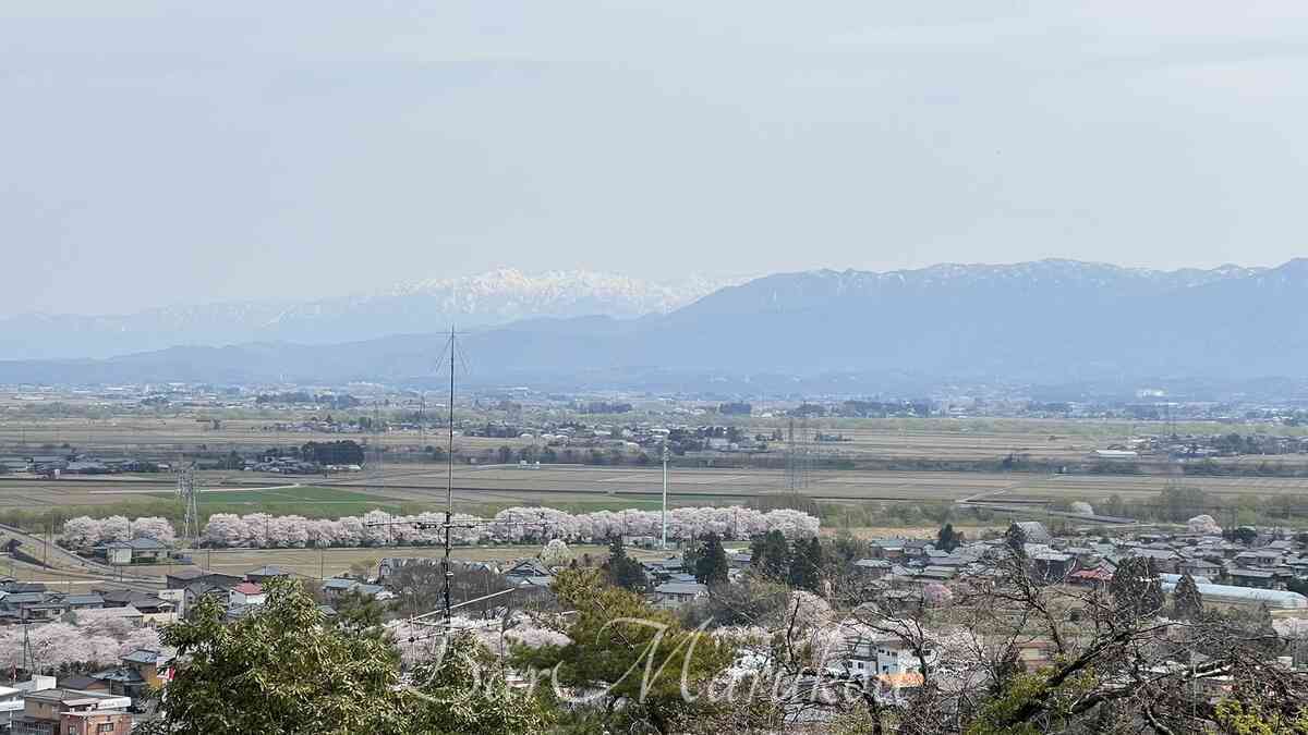 秋葉公園から見える雪の残った飯豊連峰と新津川の桜並木