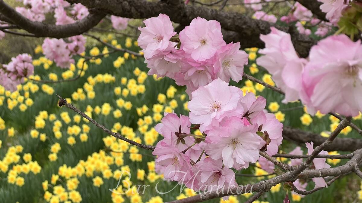 新津川の桜とスイセン